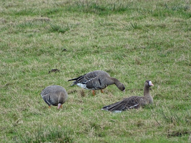 湖人队的超 湖人队的超